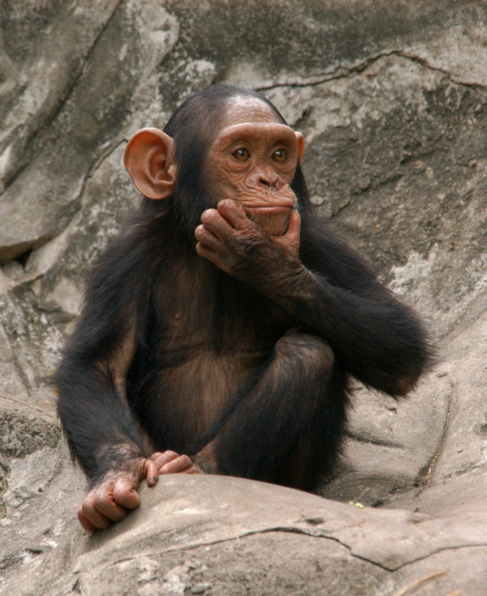 Chimp Contemplating Vertical