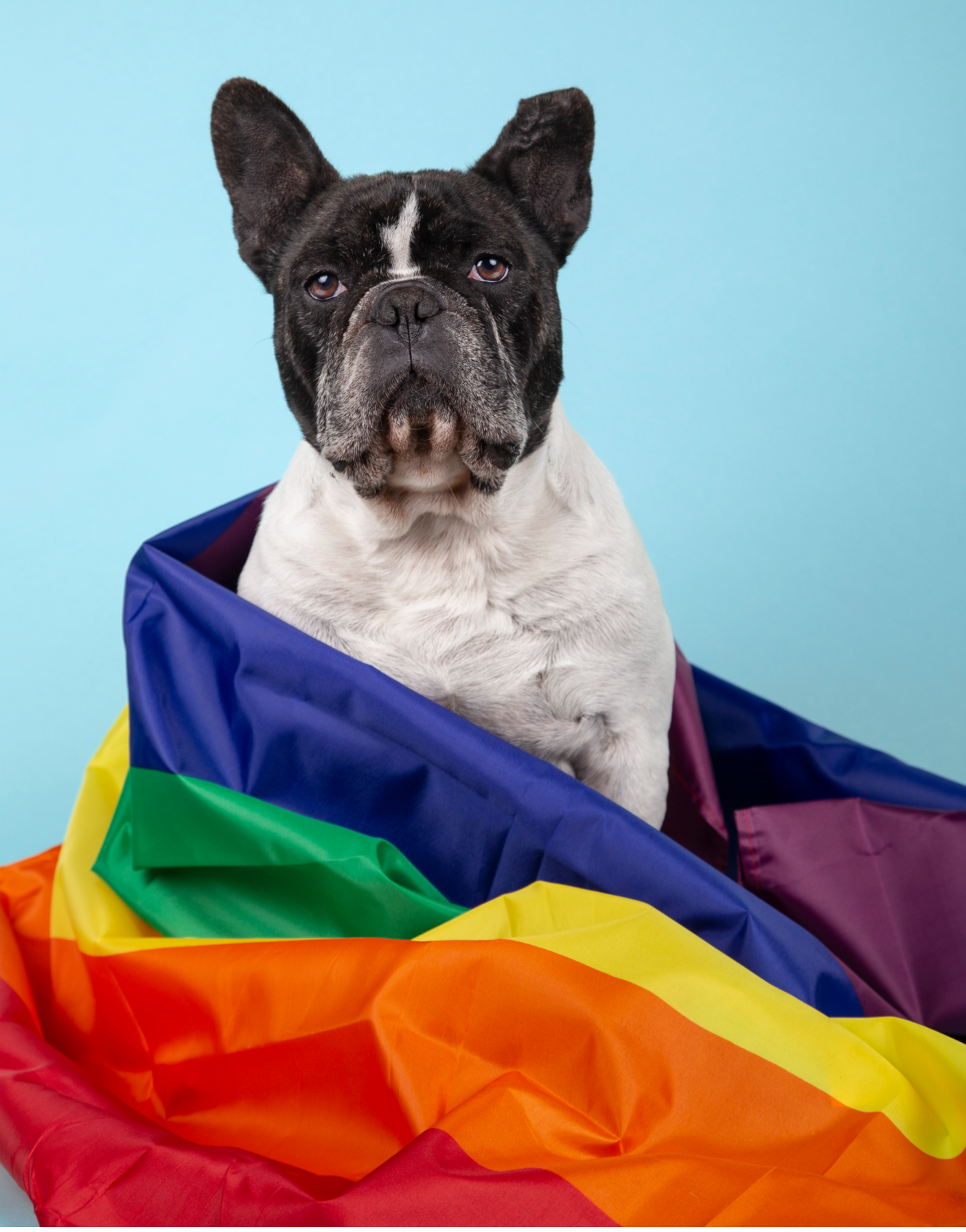 Frenchie With Pride Flag 2